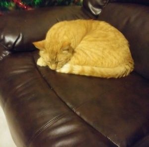 Meet your Posher, Eva